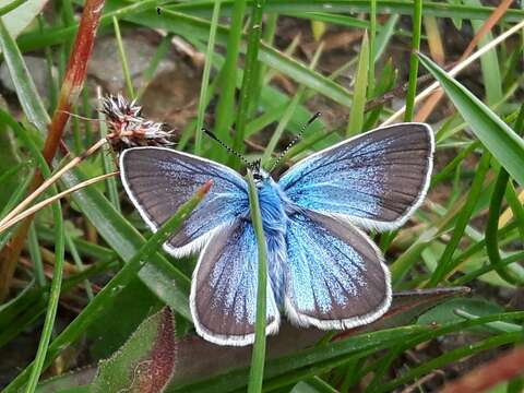 Image of Polyommatus damon