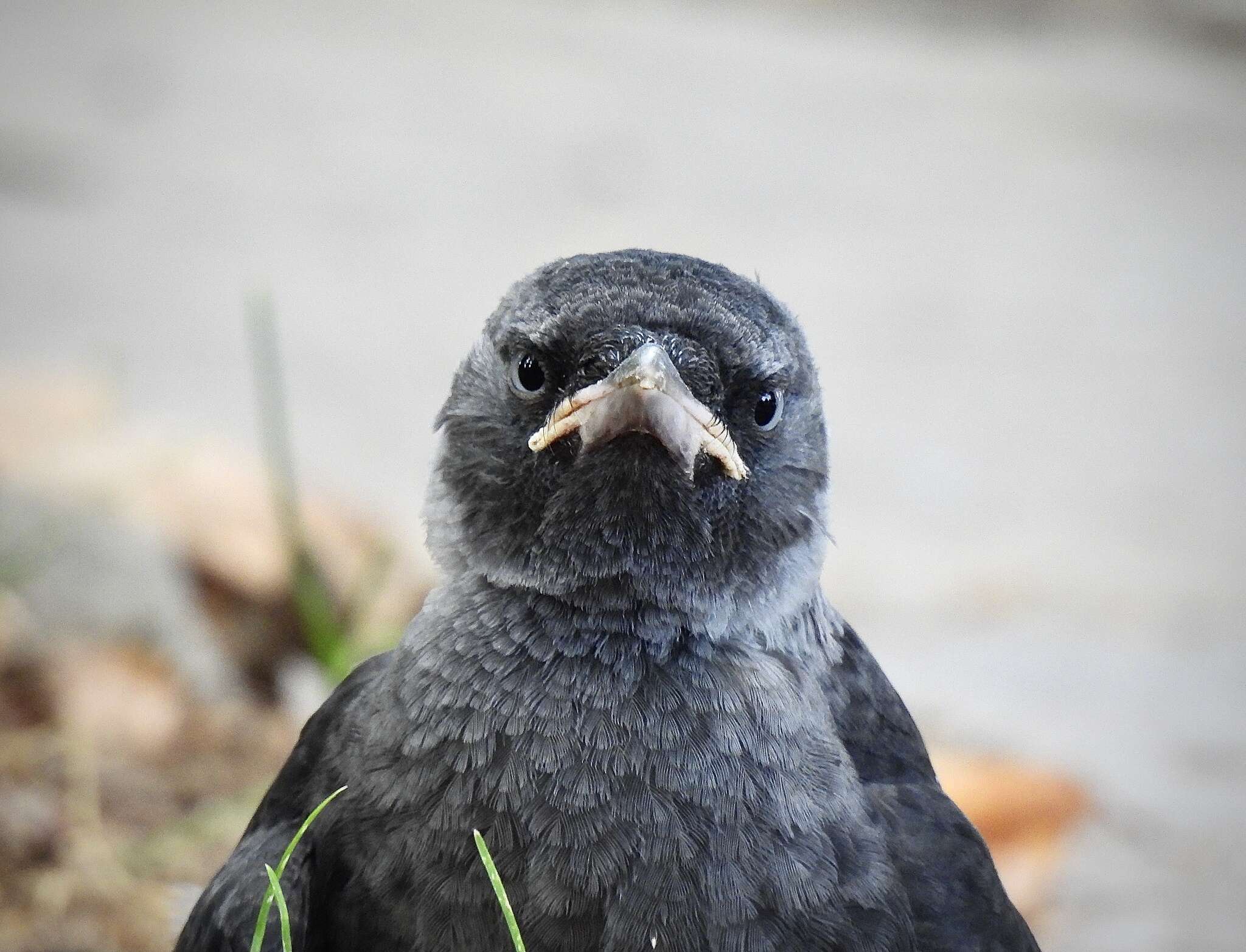 Sivun Corvus monedula soemmerringii kuva