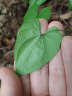 Dioscorea floridana Bartlett的圖片