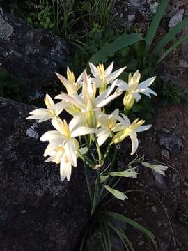 Image de Leucocoryne alliacea Lindl.