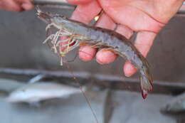 Image of yellow-leg shrimp