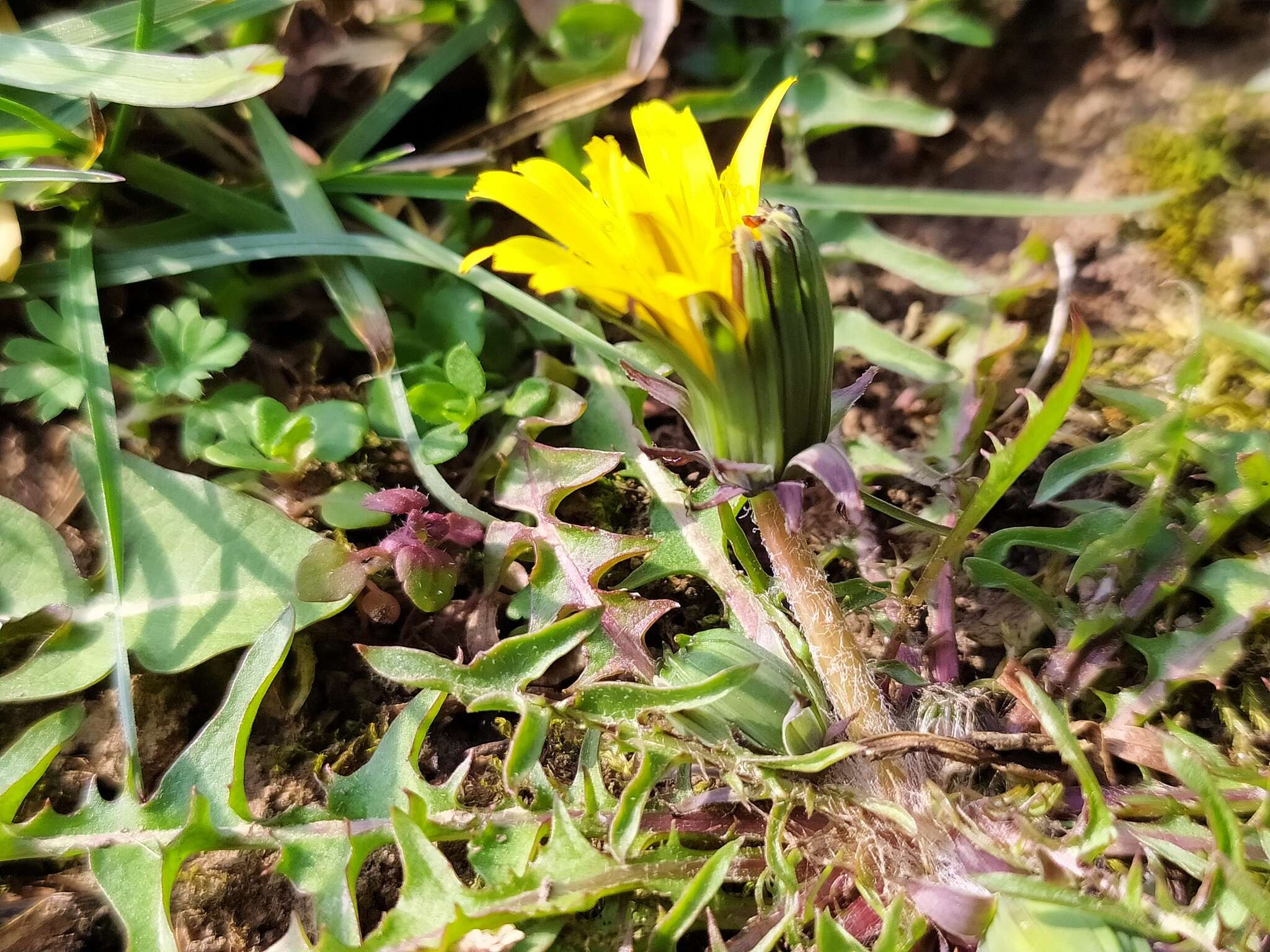 Image of Taraxacum lacistophyllum Dahlst.