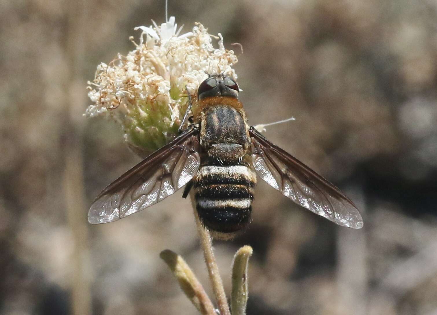 Image of Exoprosopa clarki Curran 1930