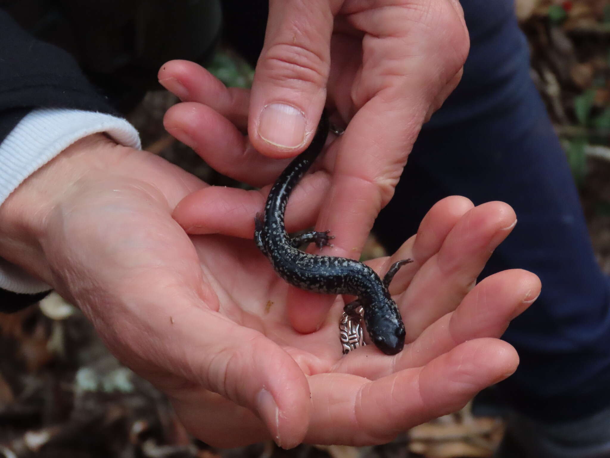 Imagem de Plethodon variolatus (Gilliams 1818)