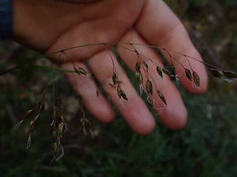 Imagem de Anthoxanthum rariflorum (Hook. fil.) Veldkamp