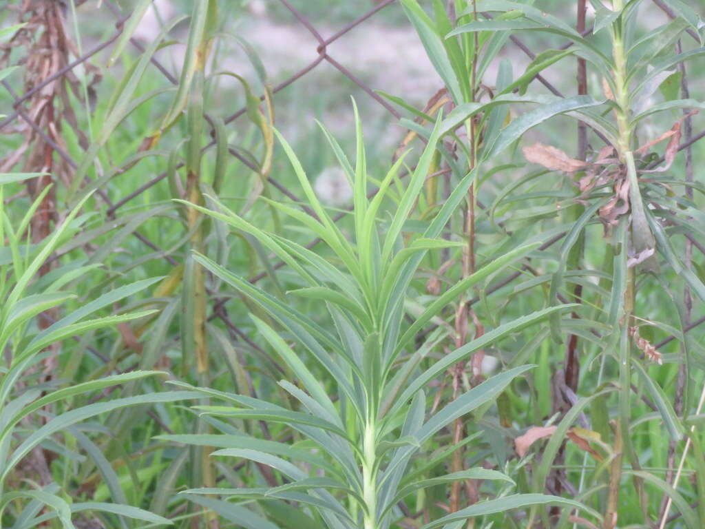 Image of Solidago chilensis Meyen