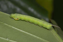 Image of Enpinanga borneensis (Butler 1879)