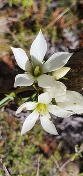 Image of Gentianella stellata Glenny