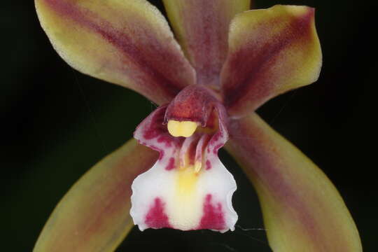 Image of Cymbidium finlaysonianum Lindl.