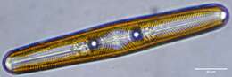 Image of Navicula oblonga