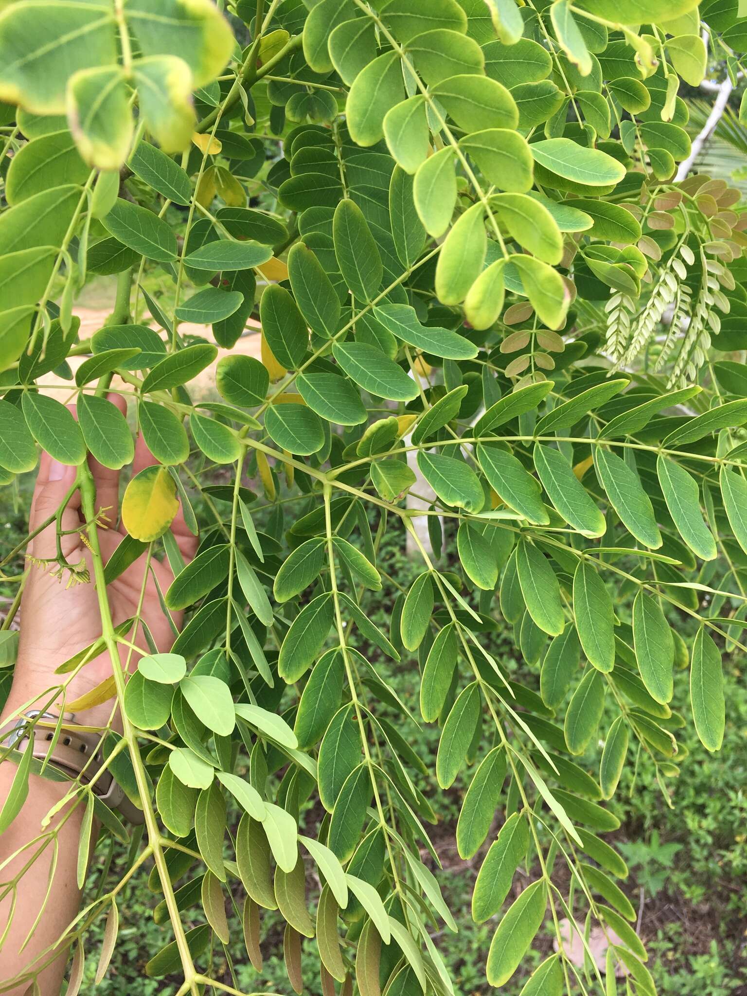 Image of tall albizia