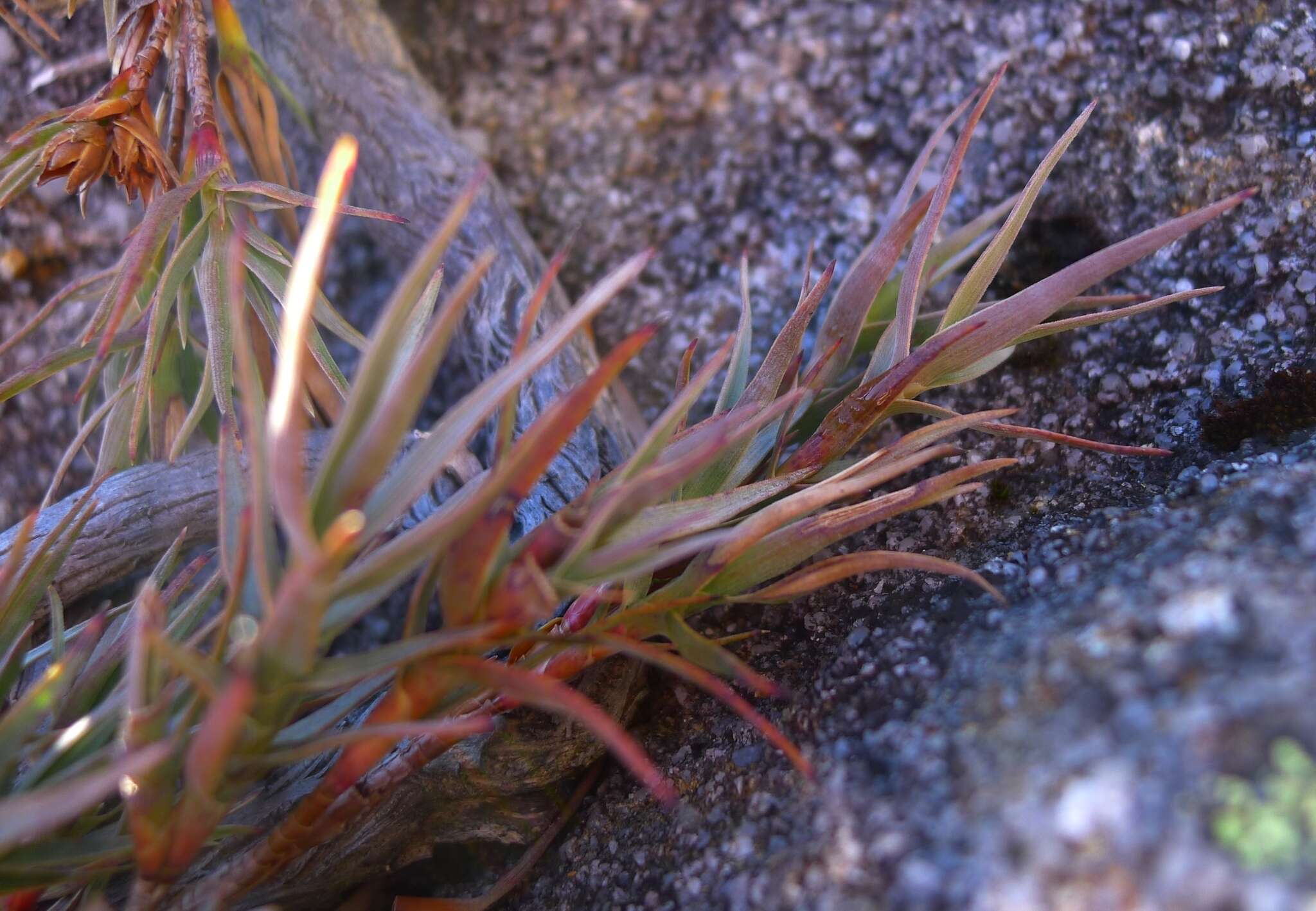 Слика од Dracophyllum kirkii Berggr.