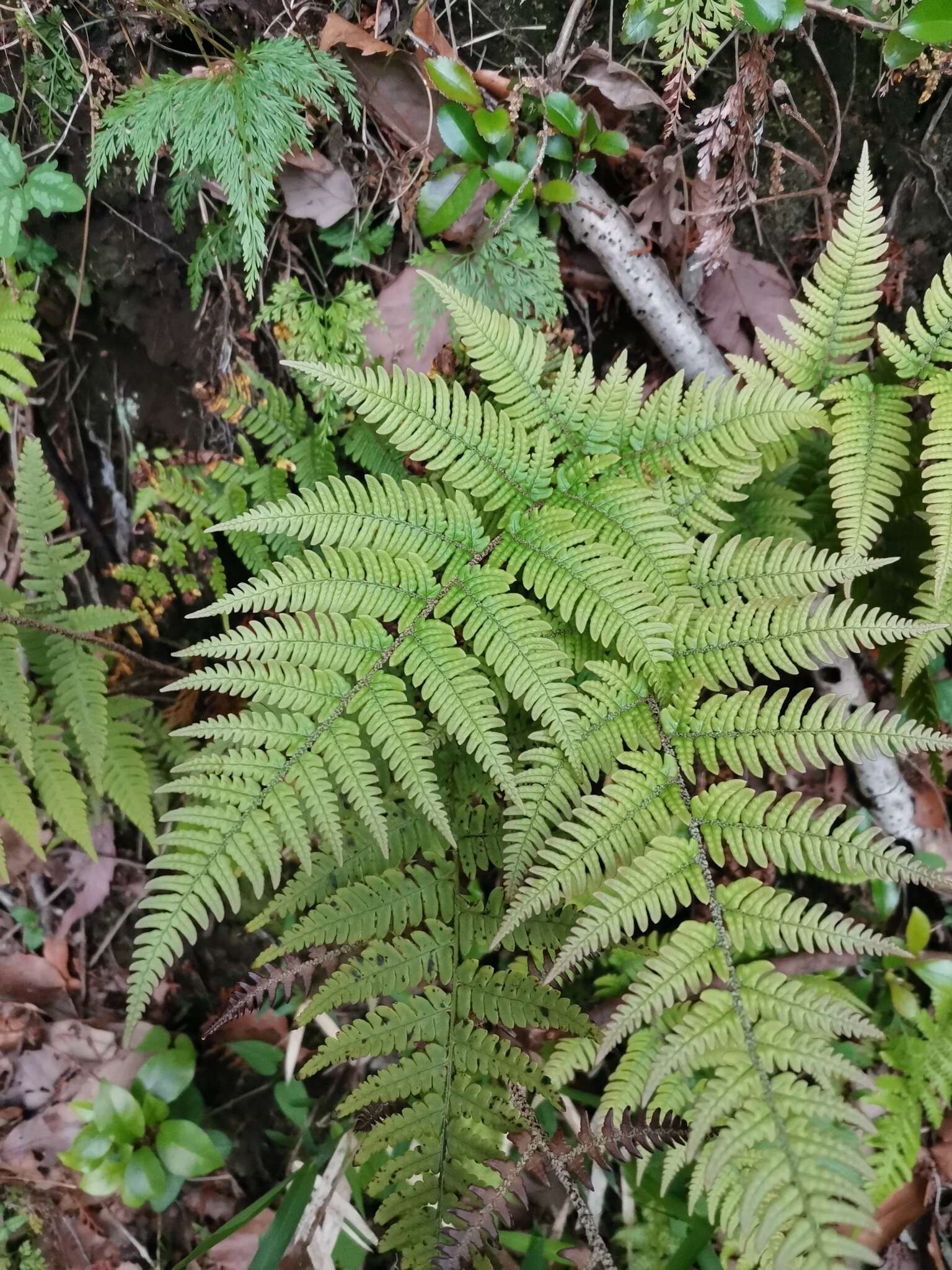 Image de Dryopteris setosa (Thunb. ex Murr.) Akasawa