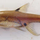 Image of Sickle barb