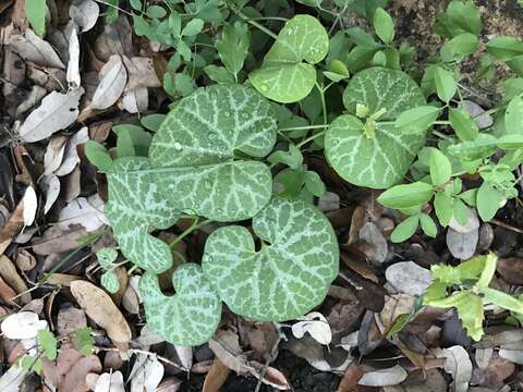 Image of Aristolochia fimbriata Cham.