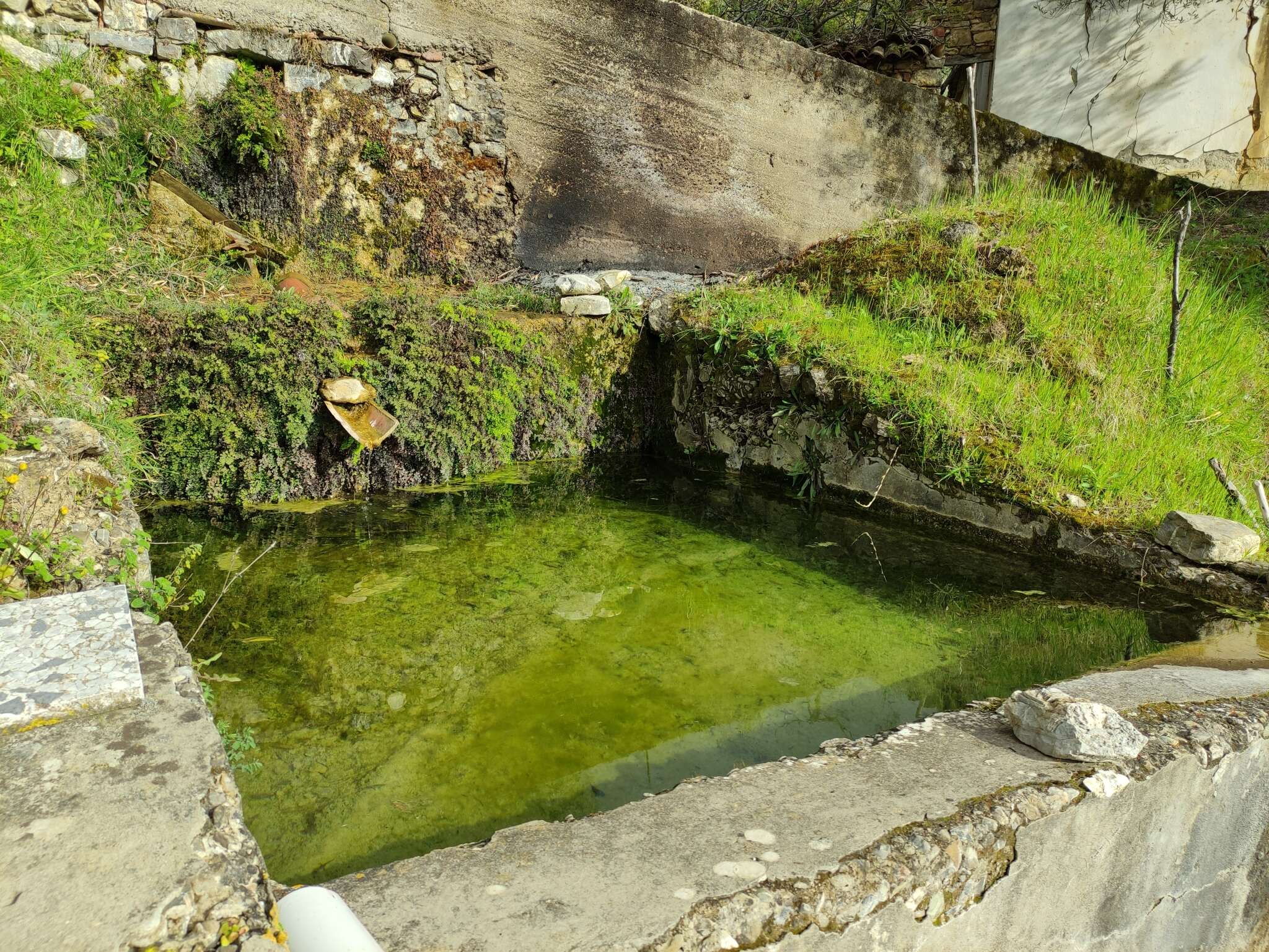 Image of Italian Newt