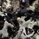 Image of Tremella hypogymniae Diederich & M. S. Christ. 1996