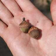 Quercus velutina Lam. resmi