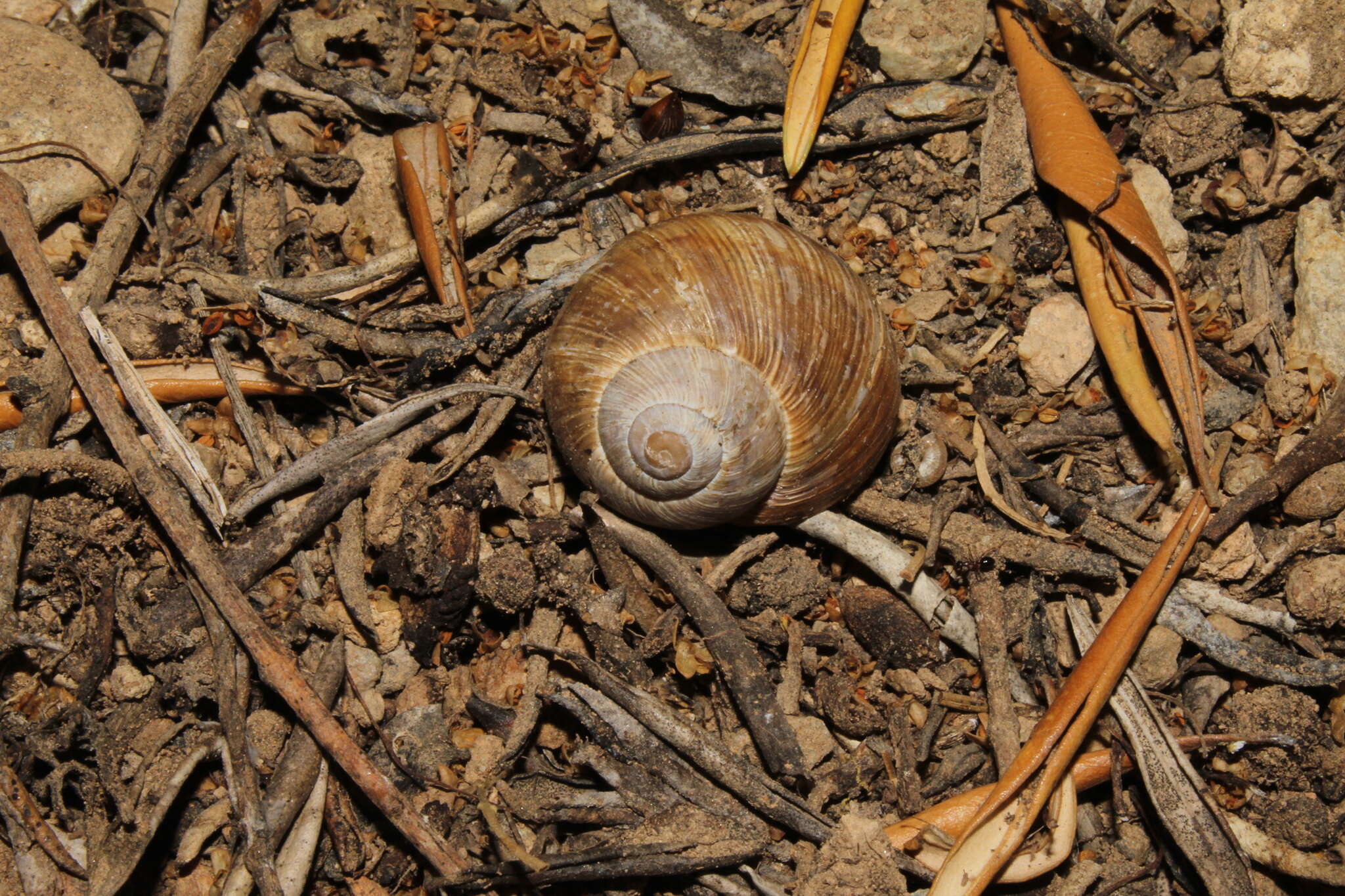 Image of Helix figulina Rossmässler 1839