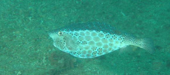 Image of Horn-nosed boxfish