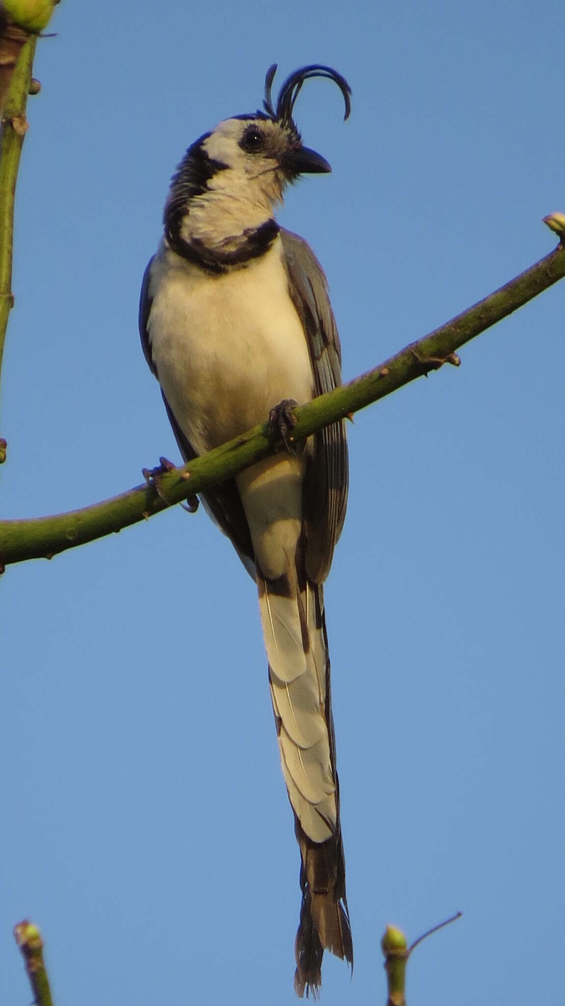 Image of Magpie-jay