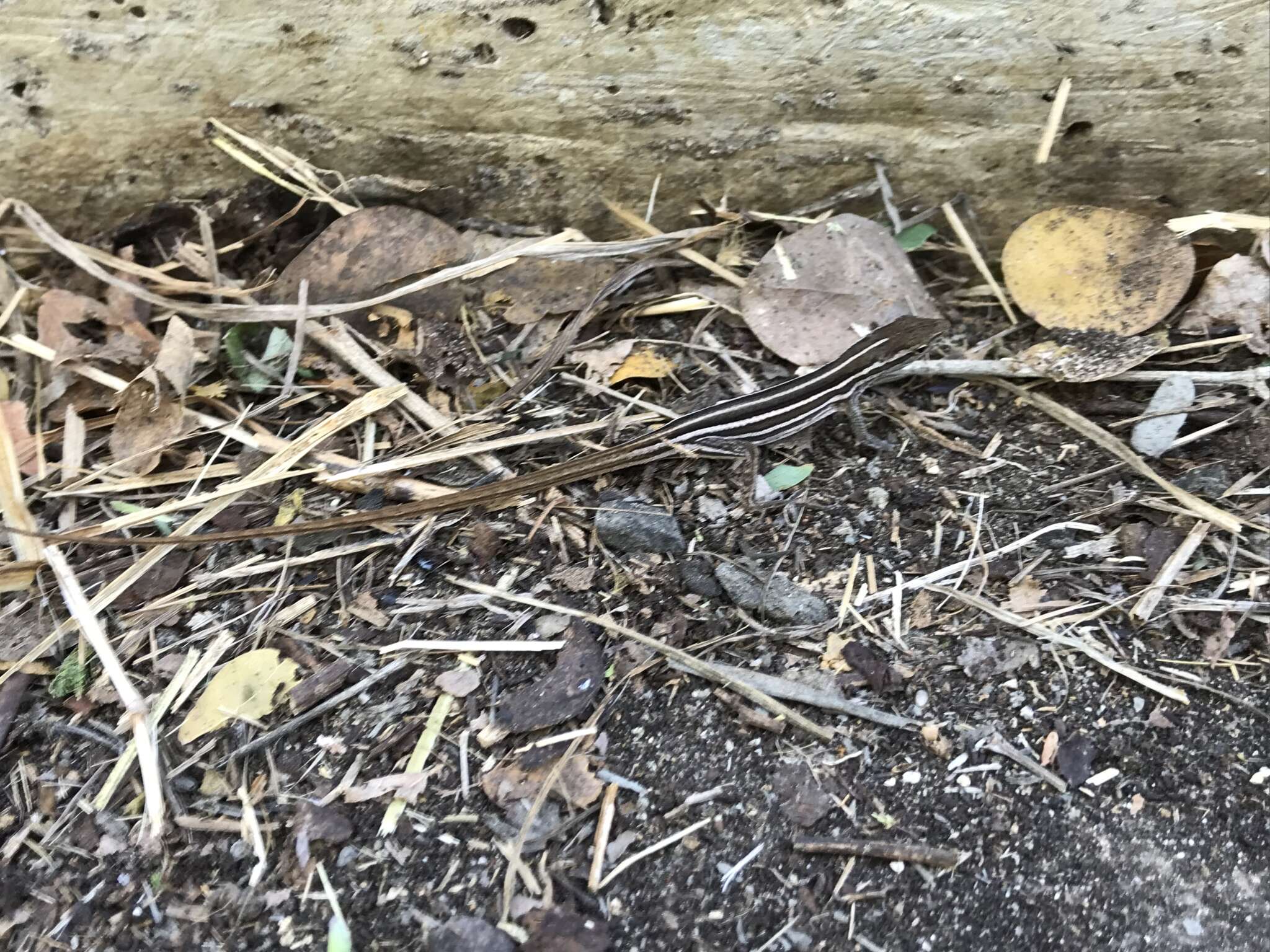 Image of Five-striped grass anole