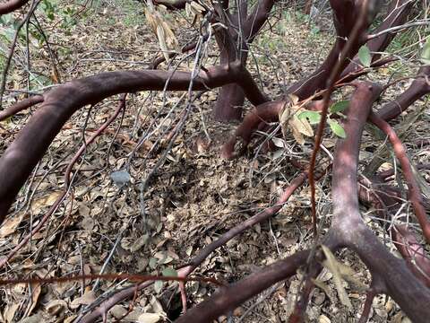 Image of Arctostaphylos glandulosa subsp. cushingiana (Eastw.) J. E. Keeley, M. C. Vasey & V. T. Parker