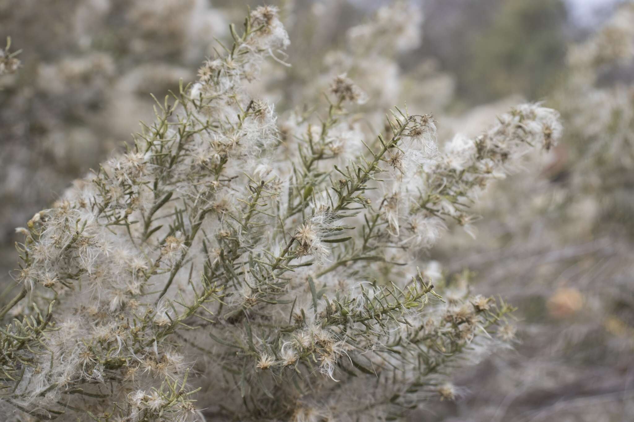 Image of Baccharis linearis (Ruiz & Pavón) Pers.