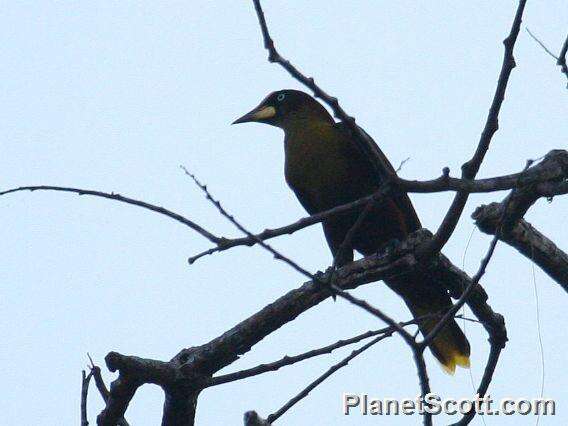 Image of Casqued Oropendola