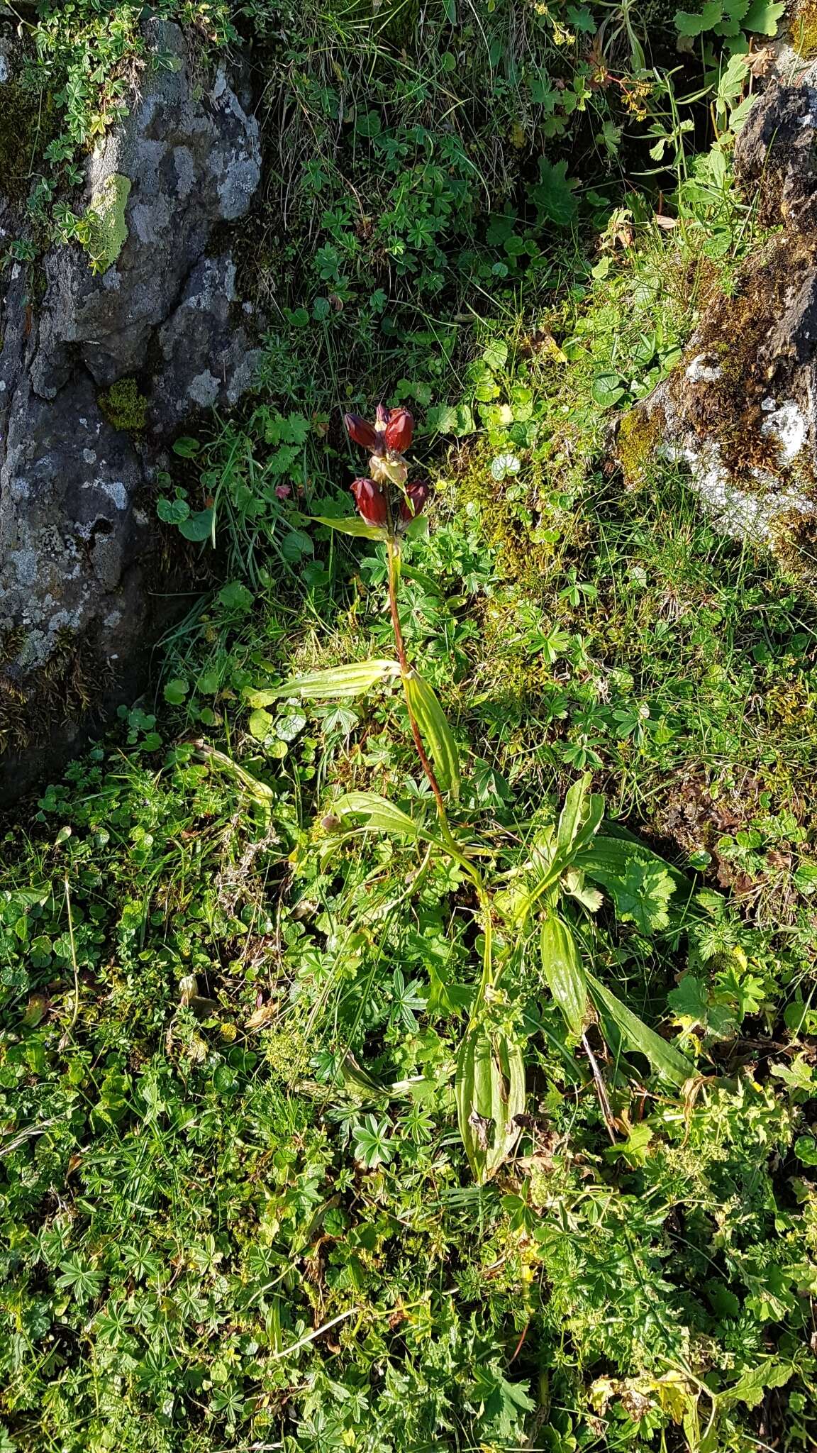 Image de Gentiane Pourpre