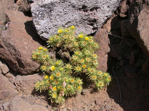 Plancia ëd Asteriscus graveolens subsp. stenophyllus (Link) W. Greuter