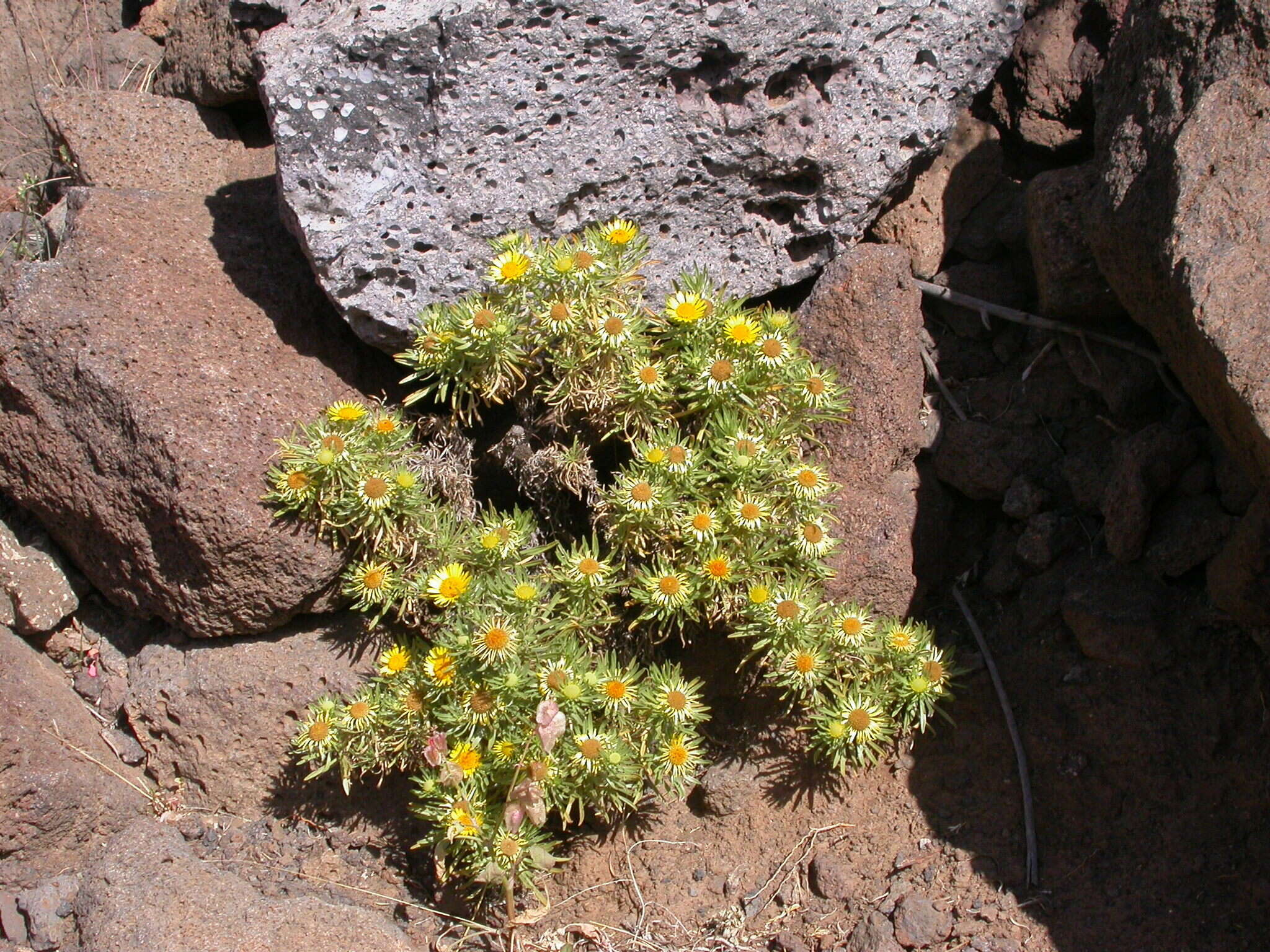 Sivun Asteriscus graveolens subsp. stenophyllus (Link) W. Greuter kuva