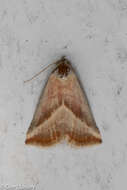 Image of Straight-lined Seed Moth