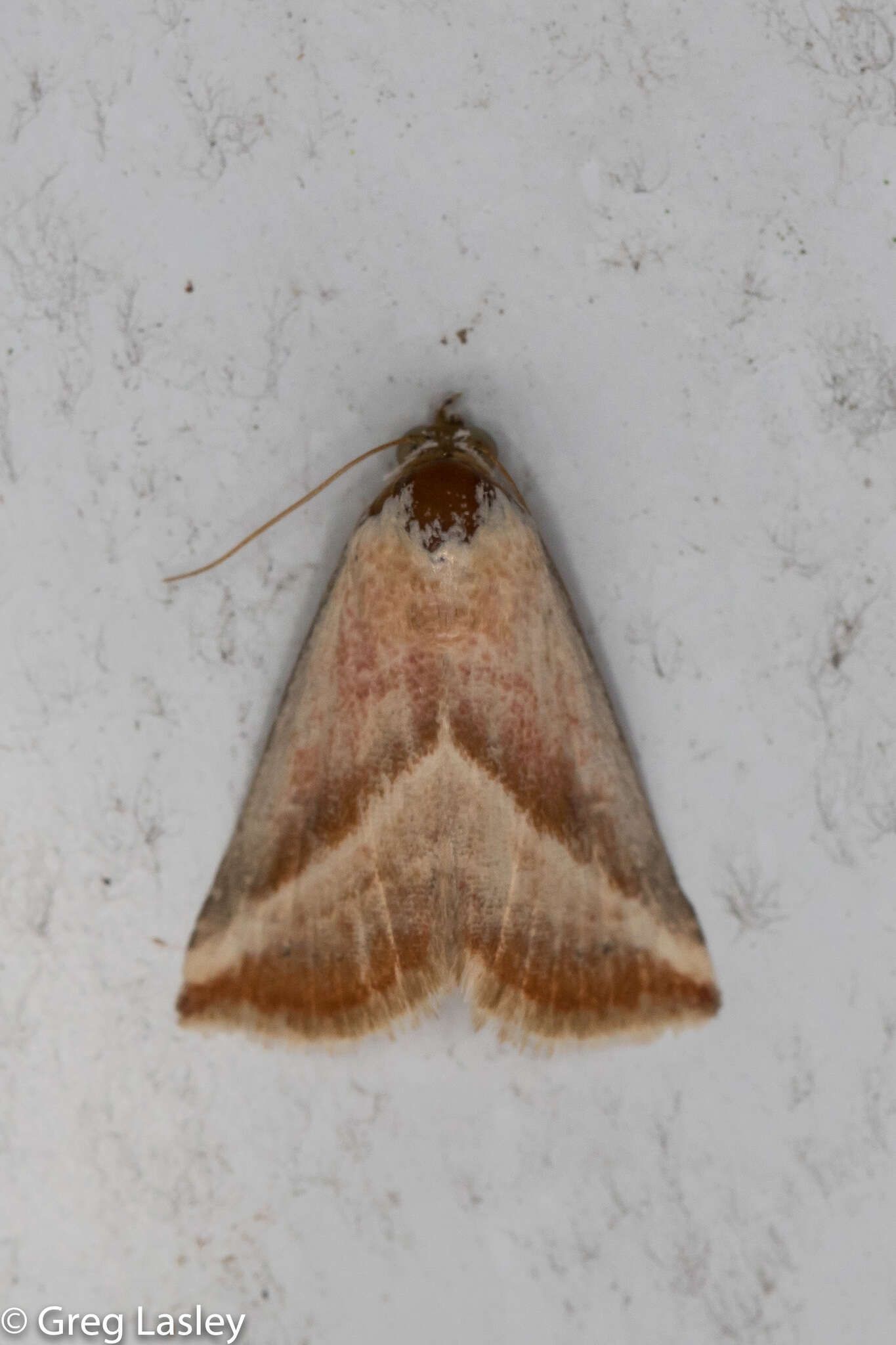 Image of Straight-lined Seed Moth