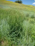 Image of lesser meadow-rue