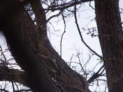 Image of Red-bellied Woodpecker