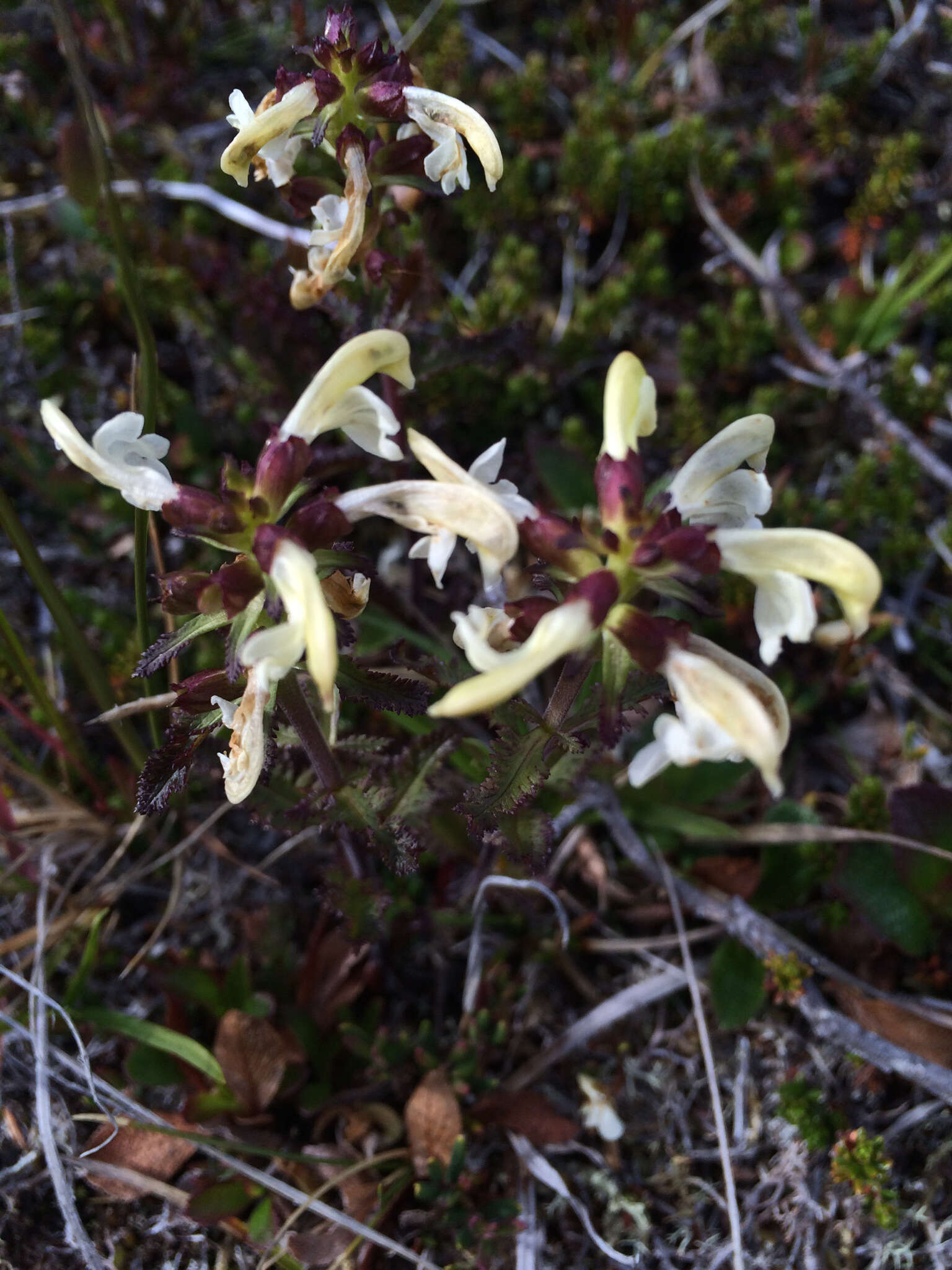 Image of Lapland lousewort