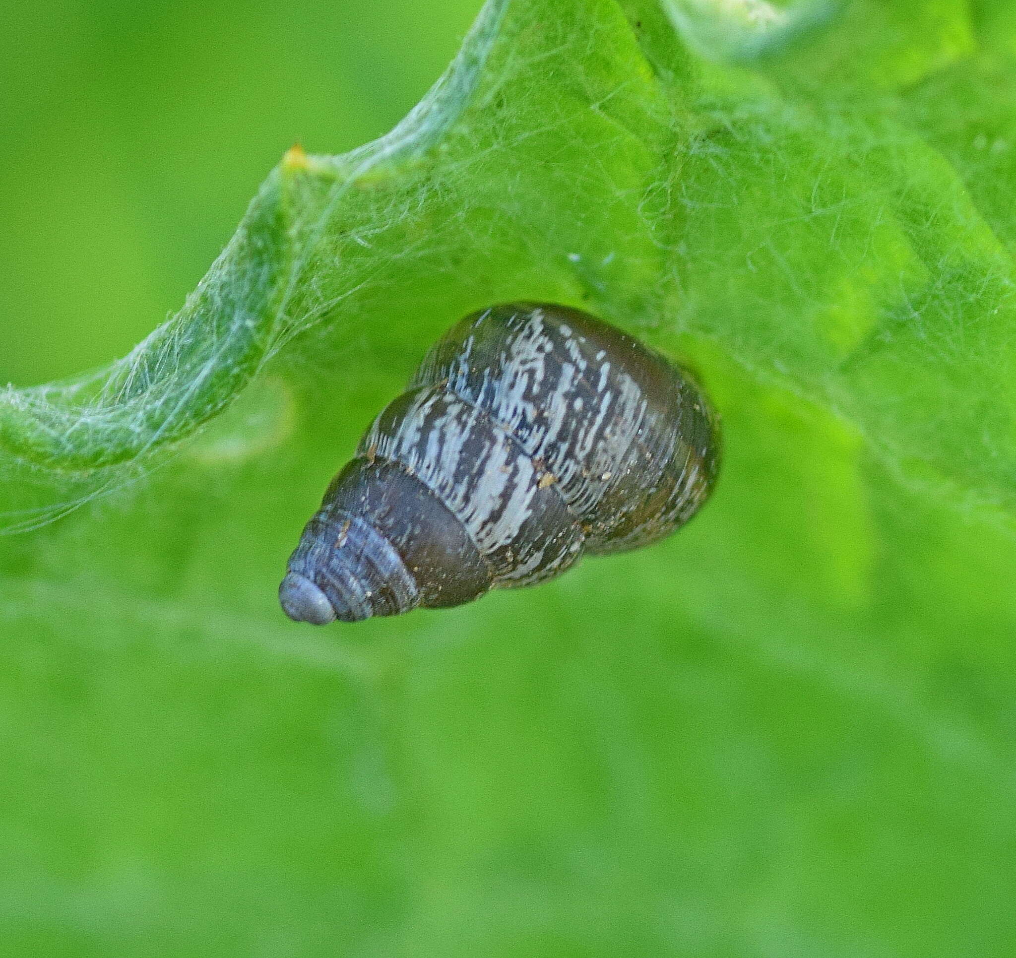 Imagem de Cochlicella barbara (Linnaeus 1758)