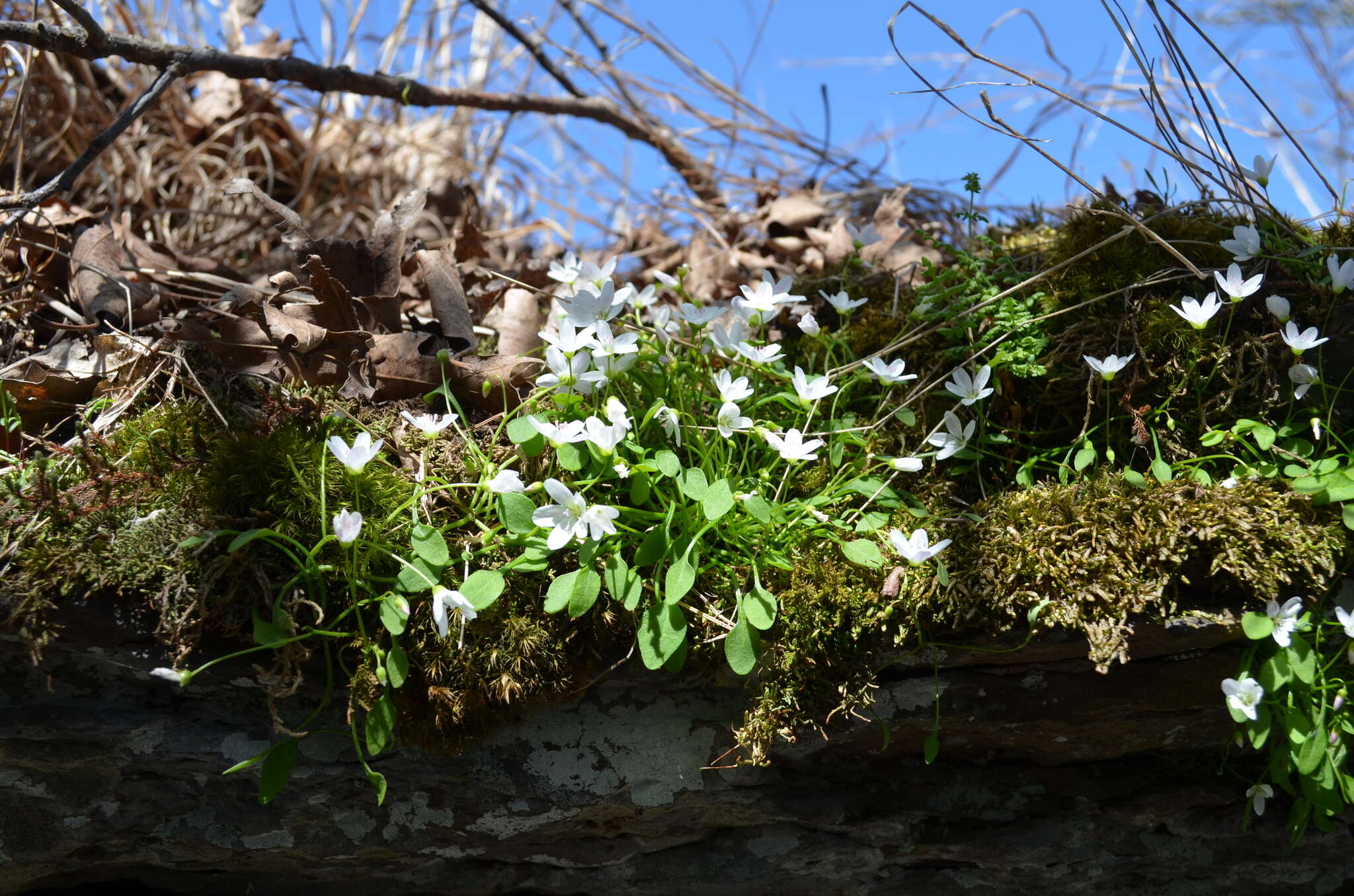 Image of Claytonia arkansana Yatsk., R. Evans & Witsell