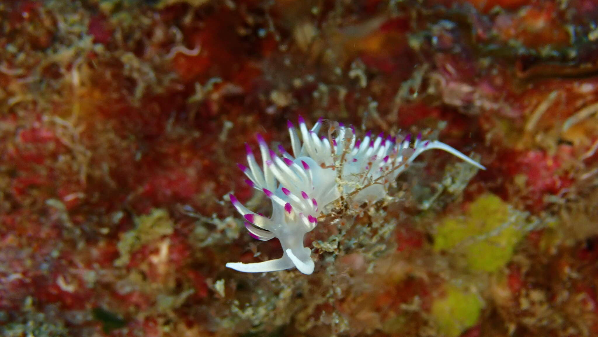 Image of Flabellina llerae Ortea 1989