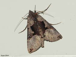 Image of Large Looper Moth, Broken-banded Y