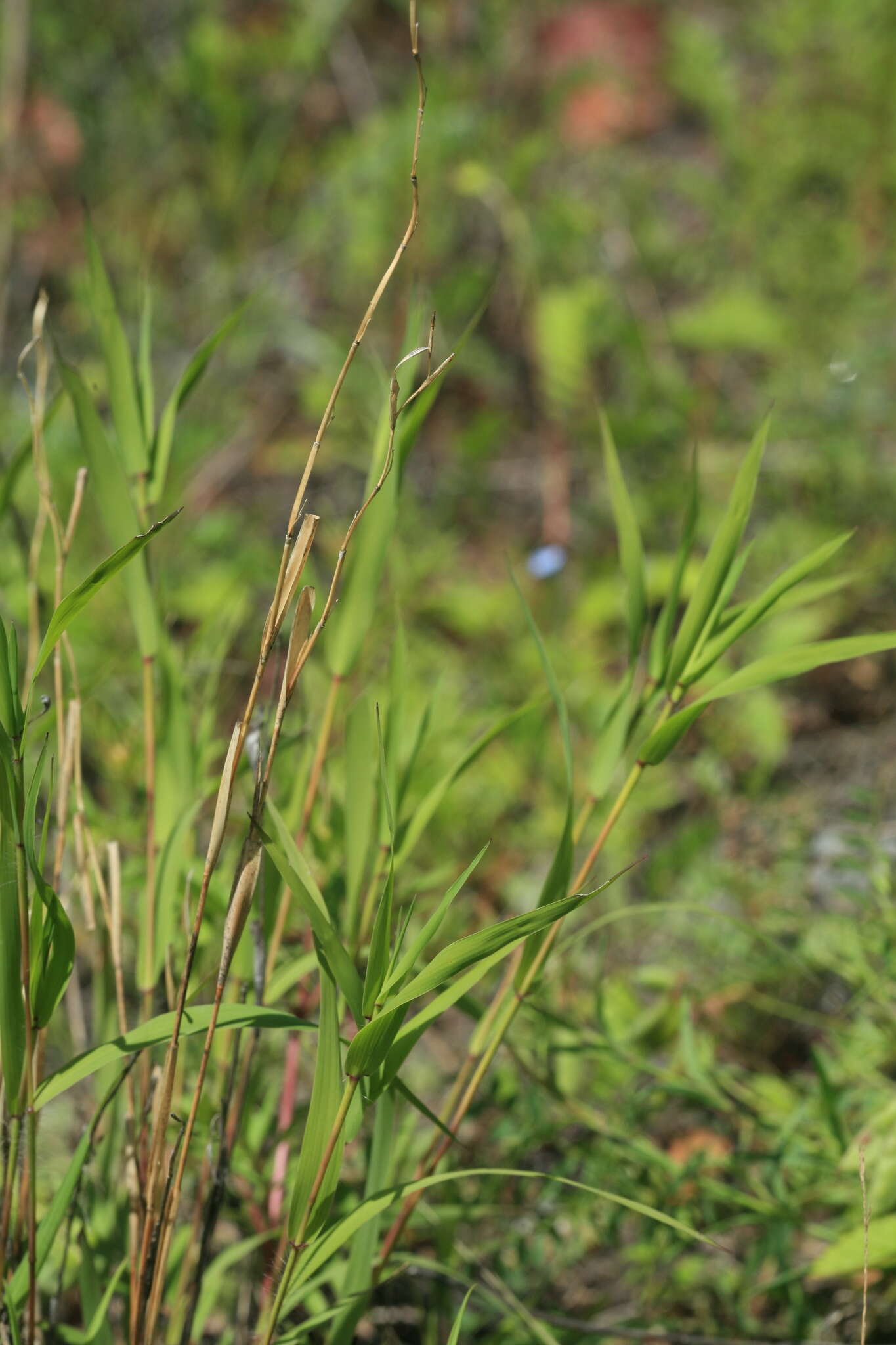 Image of Cleistogenes krjukovae Tzvelev & Prob.