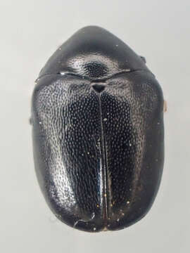 Image of Orphilus subnitidus Le Conte 1861