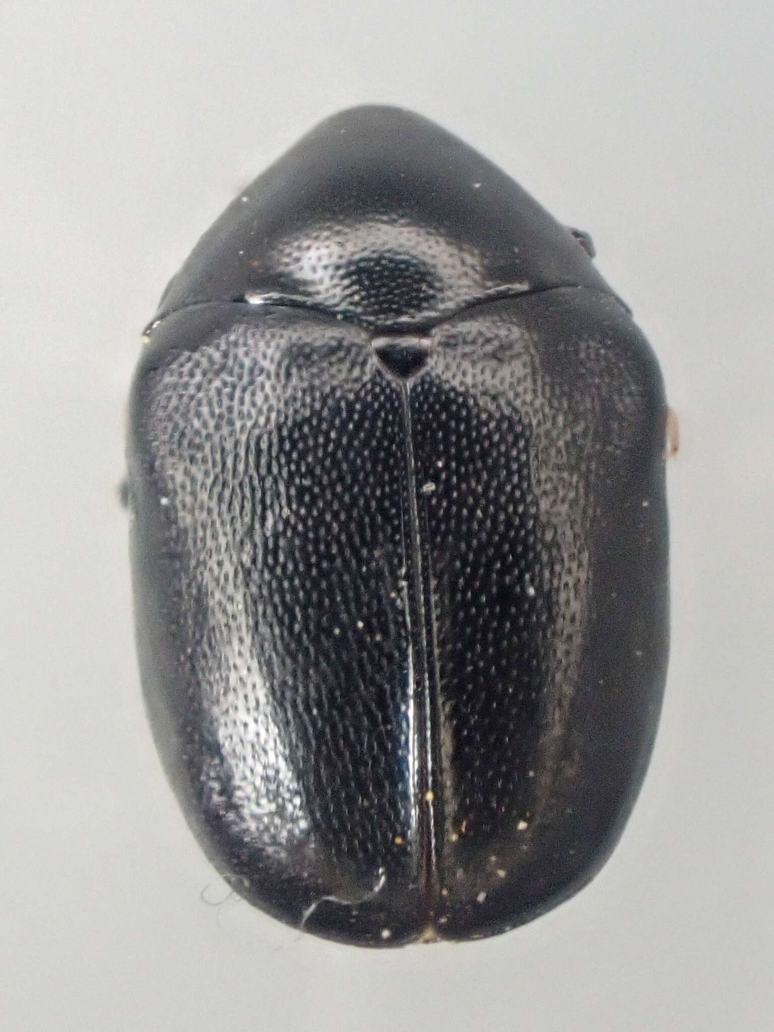 Imagem de Orphilus subnitidus Le Conte 1861