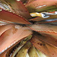 Imagem de Aloe lineata var. muirii (Marloth) Reynolds