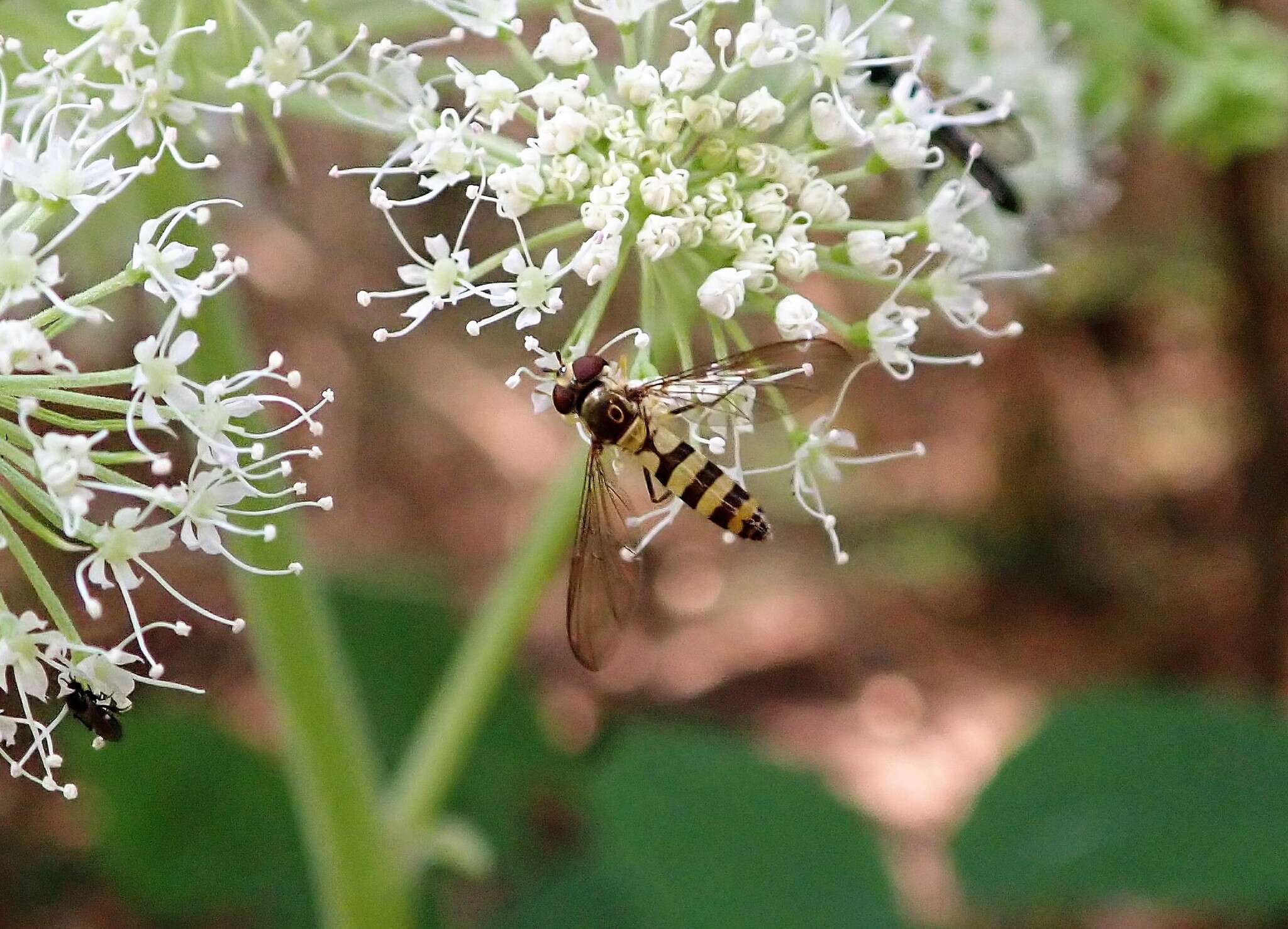 Image of Banded Meliscaeva