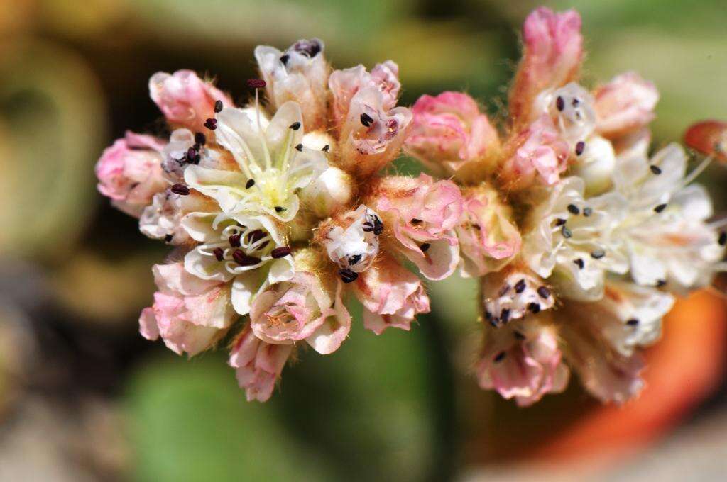 Image of Shasta buckwheat