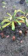 Image of Nepenthes philippinensis Macfarl.