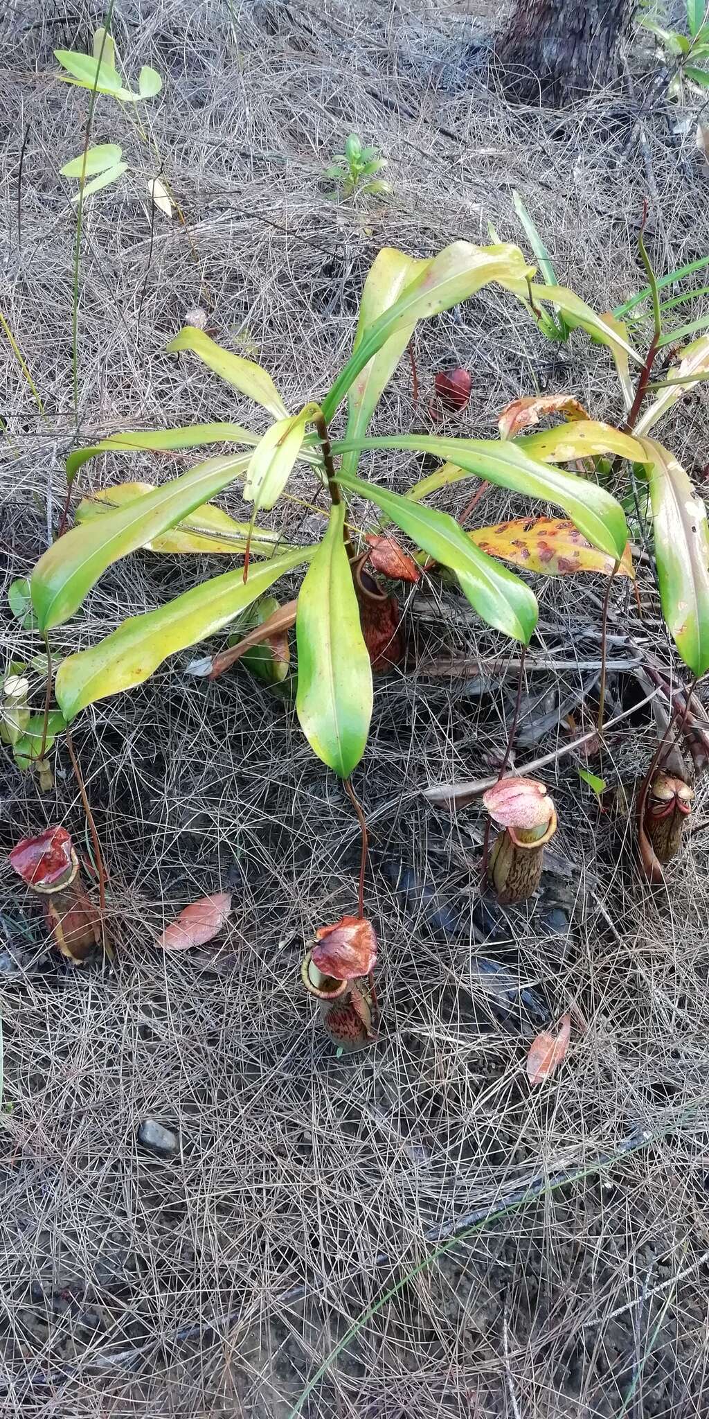 Image of Nepenthes philippinensis Macfarl.