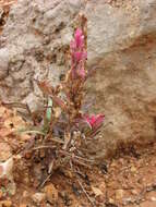 Plancia ëd Castilleja revealii N. H. Holmgren